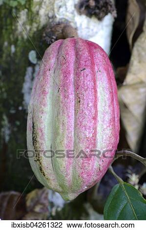 Stock Image - Kakaobaum (Theobroma cacao), Kakaofrucht, Insel Mahe, Seychellen, Afrika. Fotosearch