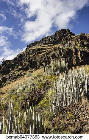 Kakteen an Steilkuste, La Palma, Kanarische Inseln, Spanien, Europa View Large Photo Image Stock Image - Kakteen an Steilkuste, La Palma, Kanarische Inseln, Spanien, Europa. Fotosearch