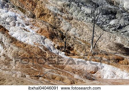Kalkstein-Sinterterrassen, heisse Quellen, abgestorbene Baume, Terrace Mountain, Mammoth Hot Springs, Yellowstone-Nationalpark, Wyoming, USA, Nordamerika View Large Photo Image Stock Image - Kalkstein-Sinterterrassen, heisse Quellen, abgestorbene Baume, Terrace Mountain, Mammoth Hot Springs, Yellowstone-Nationalpark, Wyoming, USA, Nordamerika. Fotosearch