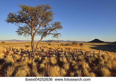 Kameldorn, Kameldornbaum oder Kameldornakazie (Kameldorn) im NamibRand-Naturreservat, Namib, Namibia, Afrika View Large Photo Image Stock Photograph - Kameldorn, Kameldornbaum oder Kameldornakazie (Kameldorn) im NamibRand-Naturreservat, Namib, Namibia, Afrika. Fotosearch