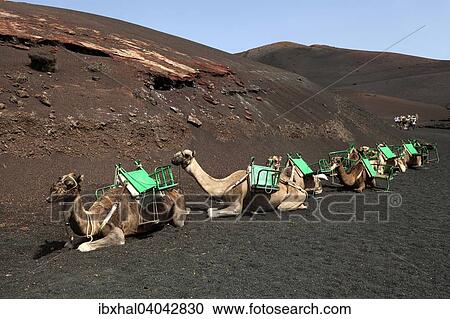 Kamele, Dromedare, Vulkanlandschaft, Feuerberge, Nationalpark Timanfaya, Lanzarote, Kanarische Inseln, Spanien, Europa View Large Photo Image Stock Image - Kamele, Dromedare, Vulkanlandschaft, Feuerberge, Nationalpark Timanfaya, Lanzarote, Kanarische Inseln, Spanien, Europa. Fotosearch