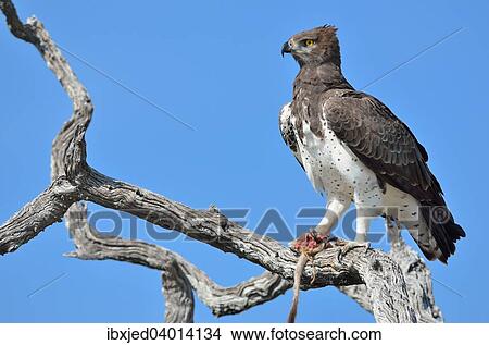 Kampfadler (Polemaetus bellicosus), auf einem abgestorbenen Ast, mit dem Schwanz und der Pfote eines Erdmannchens (Suricata suricatta) in seinen Krallen, Etosha-Nationalpark, Namibia, Afrika View Large Photo Image Picture - Kampfadler (Polemaetus bellicosus), auf einem abgestorbenen Ast, mit dem Schwanz und der Pfote eines Erdmannchens (Suricata suricatta) in seinen Krallen, Etosha-Nationalpark, Namibia, Afrika. Fotosearch