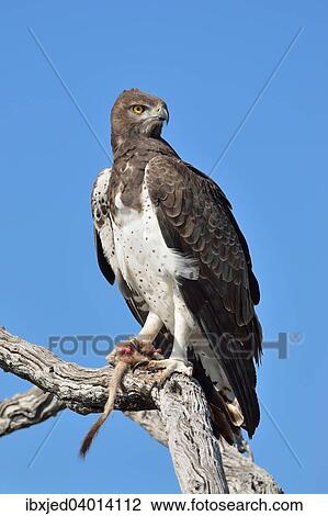 Stock Image - Kampfadler (Polemaetus bellicosus), auf einem abgestorbenen Ast, mit dem Schwanz und der Pfote eines Erdmannchens (Suricata suricatta) in seinen Krallen, Etosha-Nationalpark, Namibia, Afrika. Fotosearch
