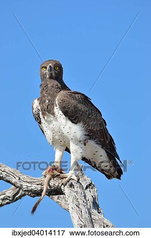 Kampfadler (Polemaetus bellicosus), auf einem abgestorbenen Ast, mit dem Schwanz und der Pfote eines Erdmannchens (Suricata suricatta) in seinen Krallen, Etosha-Nationalpark, Namibia, Afrika View Large Photo Image Stock Photo - Kampfadler (Polemaetus bellicosus), auf einem abgestorbenen Ast, mit dem Schwanz und der Pfote eines Erdmannchens (Suricata suricatta) in seinen Krallen, Etosha-Nationalpark, Namibia, Afrika. Fotosearch