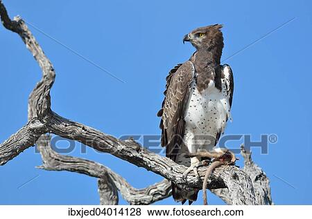 Kampfadler (Polemaetus bellicosus), auf einem abgestorbenen Ast, mit dem Schwanz und der Pfote eines Erdmannchens (Suricata suricatta) in seinen Krallen, Etosha-Nationalpark, Namibia, Afrika View Large Photo Image Stock Photo - Kampfadler (Polemaetus bellicosus), auf einem abgestorbenen Ast, mit dem Schwanz und der Pfote eines Erdmannchens (Suricata suricatta) in seinen Krallen, Etosha-Nationalpark, Namibia, Afrika. Fotosearch