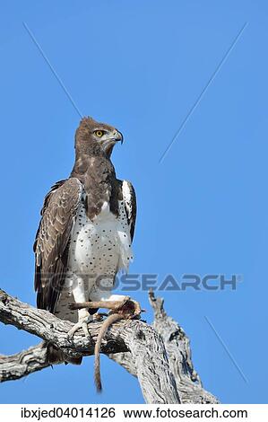 Kampfadler (Polemaetus bellicosus), auf einem abgestorbenen Ast, mit dem Schwanz und der Pfote eines Erdmannchens (Suricata suricatta) in seinen Krallen, Etosha-Nationalpark, Namibia, Afrika View Large Photo Image Stock Photograph - Kampfadler (Polemaetus bellicosus), auf einem abgestorbenen Ast, mit dem Schwanz und der Pfote eines Erdmannchens (Suricata suricatta) in seinen Krallen, Etosha-Nationalpark, Namibia, Afrika. Fotosearch