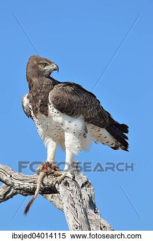 Kampfadler (Polemaetus bellicosus), auf einem abgestorbenen Ast, mit dem Schwanz und der Pfote eines Erdmannchens (Suricata suricatta) in seinen Krallen, Etosha-Nationalpark, Namibia, Afrika View Large Photo Image Stock Photography - Kampfadler (Polemaetus bellicosus), auf einem abgestorbenen Ast, mit dem Schwanz und der Pfote eines Erdmannchens (Suricata suricatta) in seinen Krallen, Etosha-Nationalpark, Namibia, Afrika. Fotosearch