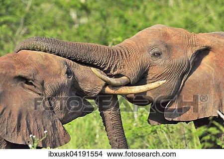 Kampfende Elefantenbullen (Loxodonta africana), Tsavo West, Kenia, Afrika View Large Photo Image Picture - Kampfende Elefantenbullen (Loxodonta africana), Tsavo West, Kenia, Afrika. Fotosearch