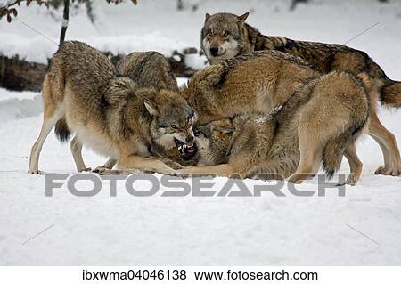 Kampfende Wolfe (Canis lupus) im Schnee, captive, Deutschland, Europa View Large Photo Image Stock Photo - Kampfende Wolfe (Canis lupus) im Schnee, captive, Deutschland, Europa. Fotosearch