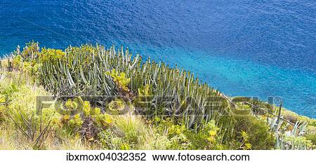 Kanaren-Wolfsmilch (Euphorbia canariensis), bei Costa de Miranda, La Palma, Kanarische Inseln, Spanien, Europa View Large Photo Image Stock Image - Kanaren-Wolfsmilch (Euphorbia canariensis), bei Costa de Miranda, La Palma, Kanarische Inseln, Spanien, Europa. Fotosearch