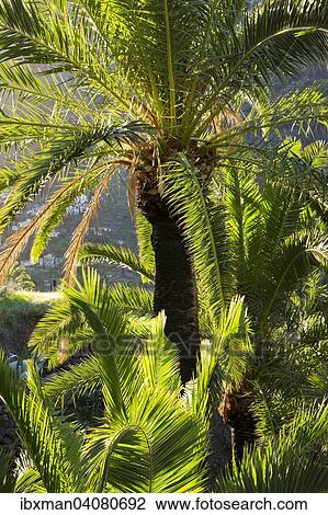 Kanarische Dattelpalme (Phoenix canariensis), Valle Gran Rey, La Gomera, Kanarische Inseln, Spanien, Europa View Large Photo Image Stock Image - Kanarische Dattelpalme (Phoenix canariensis), Valle Gran Rey, La Gomera, Kanarische Inseln, Spanien, Europa. Fotosearch