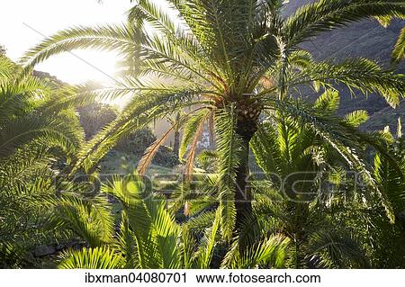 Kanarische Dattelpalme (Phoenix canariensis), Valle Gran Rey, La Gomera, Kanarische Inseln, Spanien, Europa View Large Photo Image Stock Image - Kanarische Dattelpalme (Phoenix canariensis), Valle Gran Rey, La Gomera, Kanarische Inseln, Spanien, Europa. Fotosearch