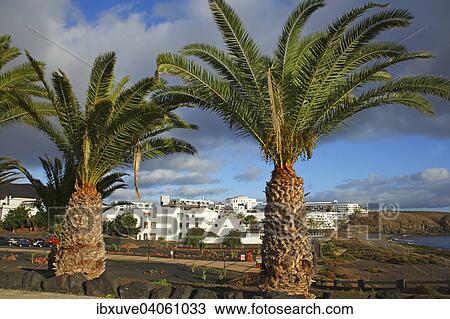 Stock Image - Kanarische Dattelpalmen (Phoenix canariensis), Strandpromenade Paseo Maritimo, weisse Hotel und Apartmentanlage, Las Coloradas, Playa Blanca, Lanzarote, Kanarische Inseln, Spanien, Europa. Fotosearch