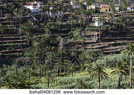 Kanarische Dattelpalmen (Phoenix canariensis), Terrassenfelder, Valle Gran Rey, La Gomera, Kanarische Inseln, Spanien, Europa View Large Photo Image Stock Photograph - Kanarische Dattelpalmen (Phoenix canariensis), Terrassenfelder, Valle Gran Rey, La Gomera, Kanarische Inseln, Spanien, Europa. Fotosearch