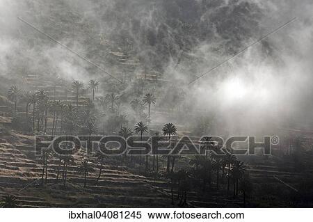 Stock Photography - Kanarische Dattelpalmen (Phoenix canariensis), Terrassenfelder, Wolken, Valle Gran Rey, La Gomera, Kanarische Inseln, Spanien, Europa. Fotosearch