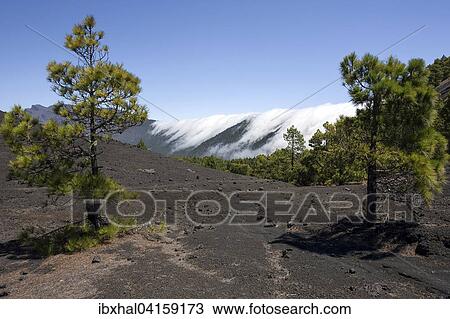 Kanarische Kiefern (Pinus canariensis) im Parque Natural de Cumbre Vieja, hinten ein Wolkenwasserfall uber der Cumbre Nueva, La Palma, Kanarische Inseln, Spanien, Europa View Large Photo Image Stock Image - Kanarische Kiefern (Pinus canariensis) im Parque Natural de Cumbre Vieja, hinten ein Wolkenwasserfall uber der Cumbre Nueva, La Palma, Kanarische Inseln, Spanien, Europa. Fotosearch