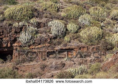Kandelaber-Euphorbien (Euphorbia canariensis), La Palma, Kanarische Inseln, Spanien, Europa View Large Photo Image Stock Photograph - Kandelaber-Euphorbien (Euphorbia canariensis), La Palma, Kanarische Inseln, Spanien, Europa. Fotosearch