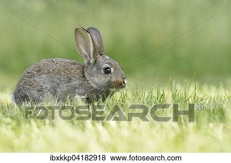 Kaninchen, Zuchtform, Mischling mit Deutscher Riese, sitzt auf einer Wiese, Sachsen, Deutschland, Europa View Large Photo Image Stock Photo - Kaninchen, Zuchtform, Mischling mit Deutscher Riese, sitzt auf einer Wiese, Sachsen, Deutschland, Europa. Fotosearch