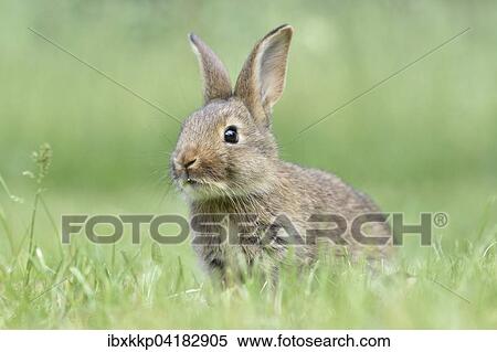 Kaninchen, Zuchtform, Mischling mit Deutscher Riese, sitzt auf einer Wiese, Sachsen, Deutschland, Europa View Large Photo Image Stock Photography - Kaninchen, Zuchtform, Mischling mit Deutscher Riese, sitzt auf einer Wiese, Sachsen, Deutschland, Europa. Fotosearch