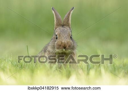 Kaninchen, Zuchtform, Mischling mit Deutscher Riese, sitzt auf einer Wiese, Sachsen, Deutschland, Europa View Large Photo Image Stock Photography - Kaninchen, Zuchtform, Mischling mit Deutscher Riese, sitzt auf einer Wiese, Sachsen, Deutschland, Europa. Fotosearch