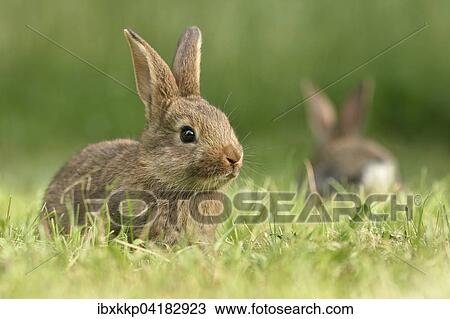 Kaninchen, Zuchtform, Mischlinge, unter anderem Deutscher Riese, sitzen auf einer Wiese, Sachsen, Deutschland, Europa View Large Photo Image Stock Image - Kaninchen, Zuchtform, Mischlinge, unter anderem Deutscher Riese, sitzen auf einer Wiese, Sachsen, Deutschland, Europa. Fotosearch