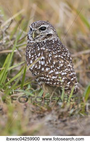 Stock Image - Kaninchenkauz (Athene cunicularia), Florida, USA, Nordamerika. Fotosearch