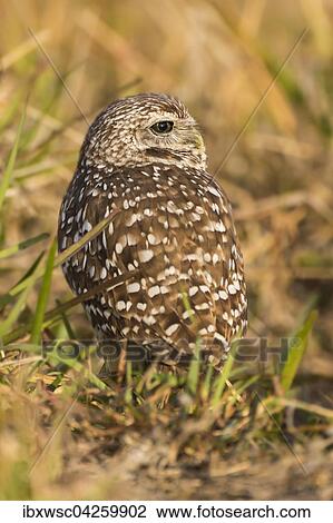Stock Image - Kaninchenkauz (Athene cunicularia), Florida, USA, Nordamerika. Fotosearch