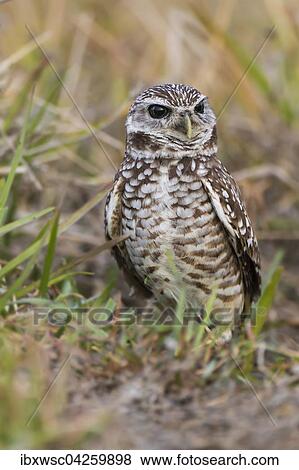 Kaninchenkauz (Athene cunicularia), Florida, USA, Nordamerika View Large Photo Image Stock Photo - Kaninchenkauz (Athene cunicularia), Florida, USA, Nordamerika. Fotosearch
