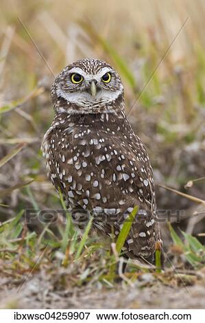 Kaninchenkauz (Athene cunicularia), Florida, USA, Nordamerika View Large Photo Image Stock Photo - Kaninchenkauz (Athene cunicularia), Florida, USA, Nordamerika. Fotosearch
