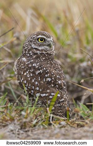 Kaninchenkauz (Athene cunicularia), Florida, USA, Nordamerika View Large Photo Image Stock Photo - Kaninchenkauz (Athene cunicularia), Florida, USA, Nordamerika. Fotosearch