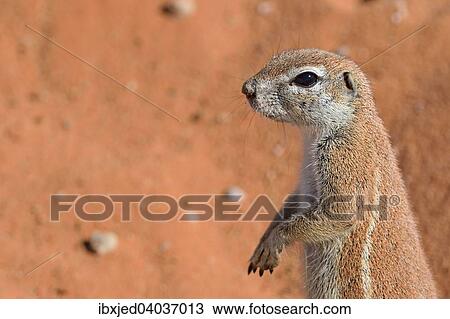 Kap-Borstenhornchen (Xerus inauris), Kgalagadi-Transfrontier-Nationalpark, Provinz Nordkap, Sudafrika View Large Photo Image Stock Image - Kap-Borstenhornchen (Xerus inauris), Kgalagadi-Transfrontier-Nationalpark, Provinz Nordkap, Sudafrika. Fotosearch