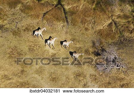 Stock Image - Kapgiraffe (Giraffa camelopardalis giraffa), in Susswassermarschland, Okavango Delta, Botswana, Afrika. Fotosearch