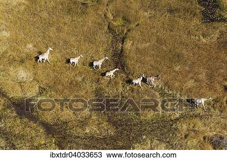 Stock Image - Kapgiraffe (Giraffa camelopardalis giraffa), in Susswassermarschland, Okavango Delta, Botswana, Afrika. Fotosearch