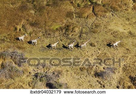 Stock Photo - Kapgiraffe (Giraffa camelopardalis giraffa), in Susswassermarschland, Okavango Delta, Botswana, Afrika. Fotosearch