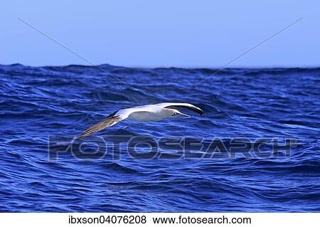 Kaptolpel (Morus capensis), fliegend, Kap der Guten Hoffnung, Westkap, Sudafrika View Large Photo Image Stock Photo - Kaptolpel (Morus capensis), fliegend, Kap der Guten Hoffnung, Westkap, Sudafrika. Fotosearch