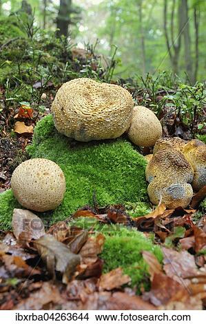 Kartoffel- oder Hartboviste (Scleroderma sp. ), Darsser Wald, Nationalpark Vorpommersche Boddenlandschaft, Mecklenburg-Vorpommern, Deutschland, Europa View Large Photo Image Picture - Kartoffel- oder Hartboviste (Scleroderma sp. ), Darsser Wald, Nationalpark Vorpommersche Boddenlandschaft, Mecklenburg-Vorpommern, Deutschland, Europa. Fotosearch