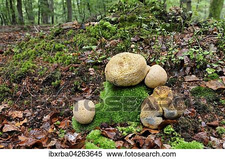 Kartoffel- oder Hartboviste (Scleroderma sp. ), Darsser Wald, Nationalpark Vorpommersche Boddenlandschaft, Mecklenburg-Vorpommern, Deutschland, Europa View Large Photo Image Stock Photography - Kartoffel- oder Hartboviste (Scleroderma sp. ), Darsser Wald, Nationalpark Vorpommersche Boddenlandschaft, Mecklenburg-Vorpommern, Deutschland, Europa. Fotosearch