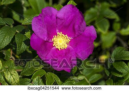 Kartoffel-Rose (Rosa rugosa), Syddanmark, Danemark, Europa View Large Photo Image Picture - Kartoffel-Rose (Rosa rugosa), Syddanmark, Danemark, Europa. Fotosearch