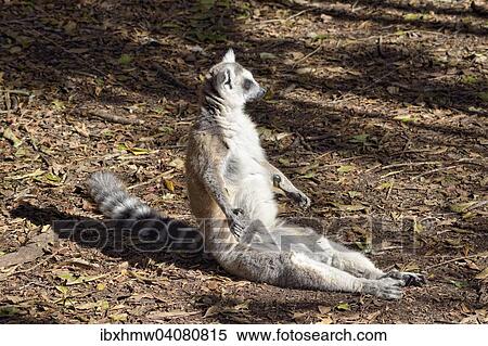 Katta (Lemur catta) beim Sonnenbad, Plettenberg Bay, Westkap, Sudafrika View Large Photo Image Stock Photography - Katta (Lemur catta) beim Sonnenbad, Plettenberg Bay, Westkap, Sudafrika. Fotosearch