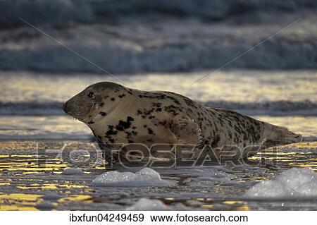Stock Photo - Kegelrobbe (Halichoerus grypus) im Wasser bei Sonnenaufgang, Helgoland, Schleswig-Holstein, Deutschland, Europa. Fotosearch