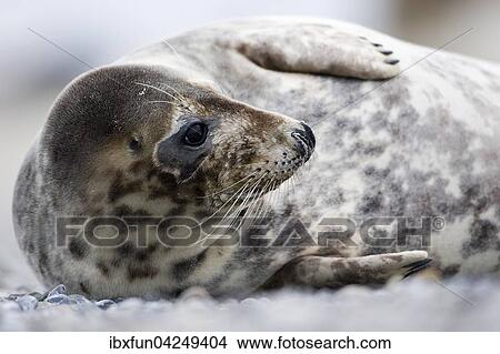 Kegelrobbe (Halichoerus grypus), Weibchen, Helgoland, Schleswig-Holstein, Deutschland, Europa View Large Photo Image Picture - Kegelrobbe (Halichoerus grypus), Weibchen, Helgoland, Schleswig-Holstein, Deutschland, Europa. Fotosearch