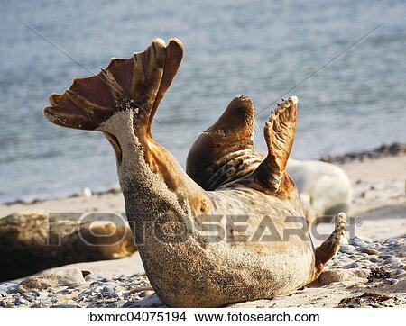 Picture - Kegelrobbe (Halichoerus grypus), Helgoland, Schleswig-Holstein, Deutschland, Europa. Fotosearch