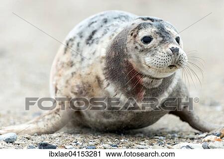 Kegelrobbe (Halichoerus grypus), Helgoland, Schleswig-Holstein, Deutschland, Europa View Large Photo Image Stock Image - Kegelrobbe (Halichoerus grypus), Helgoland, Schleswig-Holstein, Deutschland, Europa. Fotosearch