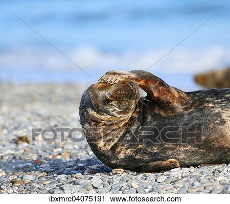 Kegelrobbe (Halichoerus grypus), Helgoland, Schleswig-Holstein, Deutschland, Europa View Large Photo Image Stock Image - Kegelrobbe (Halichoerus grypus), Helgoland, Schleswig-Holstein, Deutschland, Europa. Fotosearch