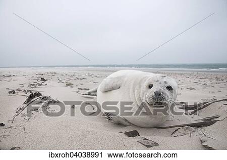 Kegelrobbe (Halichoerus grypus), Jungtier, Heuler, Helgoland, Schleswig-Holstein, Deutschland, Europa View Large Photo Image Stock Image - Kegelrobbe (Halichoerus grypus), Jungtier, Heuler, Helgoland, Schleswig-Holstein, Deutschland, Europa. Fotosearch