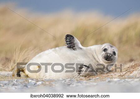 Kegelrobbe (Halichoerus grypus), Jungtier, Heuler, Helgoland, Schleswig-Holstein, Deutschland, Europa View Large Photo Image Stock Image - Kegelrobbe (Halichoerus grypus), Jungtier, Heuler, Helgoland, Schleswig-Holstein, Deutschland, Europa. Fotosearch