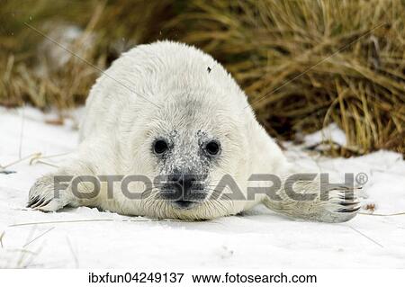 Kegelrobbe (Halichoerus grypus), Jungtier im Schnee, Helgoland, Schleswig-Holstein, Deutschland, Europa View Large Photo Image Stock Photo - Kegelrobbe (Halichoerus grypus), Jungtier im Schnee, Helgoland, Schleswig-Holstein, Deutschland, Europa. Fotosearch