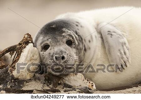 Kegelrobbe (Halichoerus grypus), Jungtier im Fellwechsel, Helgoland, Schleswig-Holstein, Deutschland, Europa View Large Photo Image Stock Photo - Kegelrobbe (Halichoerus grypus), Jungtier im Fellwechsel, Helgoland, Schleswig-Holstein, Deutschland, Europa. Fotosearch