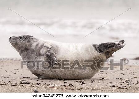 Kegelrobbe (Halichoerus grypus), Jungtier im Fellwechsel, Helgoland, Schleswig-Holstein, Deutschland, Europa View Large Photo Image Stock Photo - Kegelrobbe (Halichoerus grypus), Jungtier im Fellwechsel, Helgoland, Schleswig-Holstein, Deutschland, Europa. Fotosearch