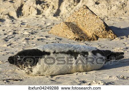 Kegelrobbe (Halichoerus grypus), Jungtier im Fellwechsel, Helgoland, Schleswig-Holstein, Deutschland, Europa View Large Photo Image Stock Photo - Kegelrobbe (Halichoerus grypus), Jungtier im Fellwechsel, Helgoland, Schleswig-Holstein, Deutschland, Europa. Fotosearch